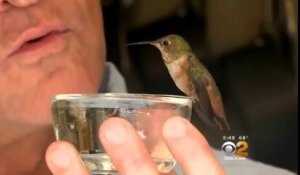 Ce colibri refuse de quitter le chien qui l'a sauvé !