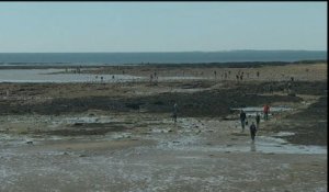 La pêche à la palourde, une activité populaire de plus en plus réglementée - Le 06/05/2016 à 12h34