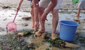 Pêche à pieds Bernières-sur-Mer