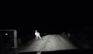 Alors qu'il roule de nuit, il se fait attaquer violemment par un kangourou