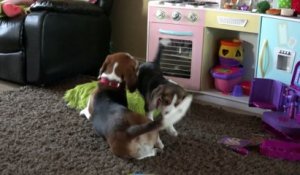 Deux Chiens Imitent Un Bebe Rampant Au Sol Trop Mignon Sur Orange Videos