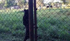 Un ours marche debout comme les humains