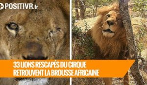 33 lions rescapés du cirque s'envolent pour la brousse