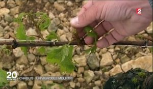 Bourgogne : la grêle ravage les vignes du Chablis