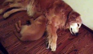 Un bébé Golden Retriever comforte un chien plus vieux pendant un cauchemar