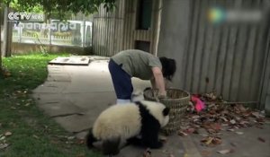 difficile de nettoyer un enclos de panda