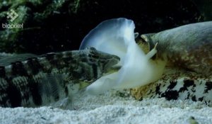 Ce coquillage avale vivant des poissons endormis - Cône geographe