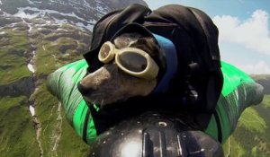 Whisper, le chien qui fait du wingsuit avec son maître