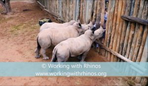 Des bébé rhinocéros orphelins pleurent pour avoir du lait