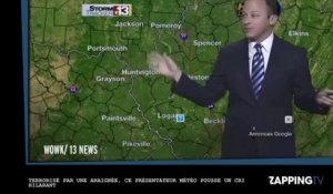 Terrorisé par une araignée, un présentateur météo pousse un cri hilarant