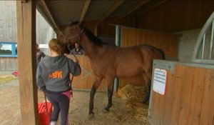 La SPA ouvre son premier refuge pour chevaux maltraités en Normandie - Le 21/05/2016 à 18h00
