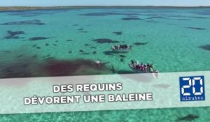 70 requins dévorent une baleine sous les regards des touristes