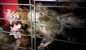 Vidéo choc de L214 sur les conditions d'élevage des poules dans l'Ain