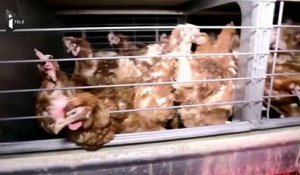 Une vidéo de l'association L214 dénonce les conditions d'élevage de poules pondeuses dans l'Ain - Le 25/05/2016 à 10h50