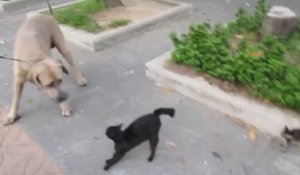 Une maman protège ses chatons face à un gros chien !
