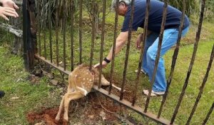 Deux bons samaritains sauvent une biche d'une mauvaise situation