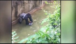 Etats-Unis un enfant tombe dans l'enclos d'un gorille
