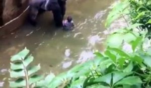 Une Gorille Sauve La Vie D Une Enfant Zs N 7 Sur Orange Videos