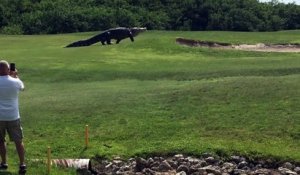 Etats-Unis : un monstrueux alligator apparaît sur un terrain de golf