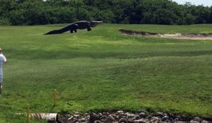 Un alligator sur un terrain de golf