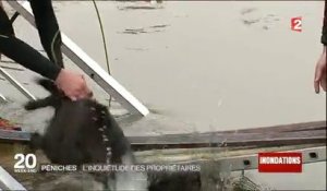 Évacuation difficile d'un labrador à Issy-les Moulineaux pendant les inondations