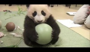 Le Bebe Panda Qui Eternue Un Classique De La Video Mignonne D Animaux Mais C Est Tellement Bon Sur Orange Videos