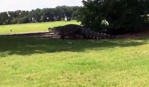 L'alligator géant aperçu une nouvelle fois sur un terrain de golf !