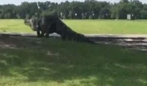 Le monstrueux alligator refilmé sur le terrain de golf