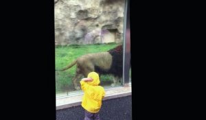 Quand un lion se prend une vitre en voulant attaquer un enfant