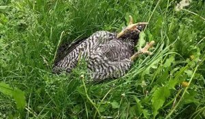 Un coq fait une sieste