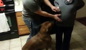 Ce chien protège coûte que coûte sa maîtresse enceinte de son compagnon !