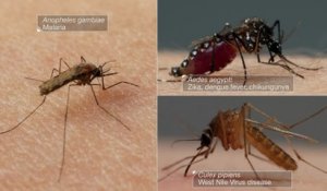 Voici ce qu'il se passe quand un moustique vous pique