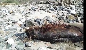 Une créature humanoïde en décomposition a été découverte sur une plage mexicaine