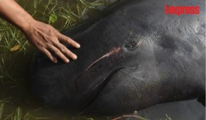 Indonésie: 32 baleines échouées sur une plage de Java