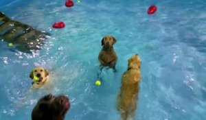 Immobile au milieu de la piscine ce chien ne sait pas nager LOL
