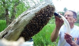 Aspirer un essaim d'abeilles à l'aspirateur pour les sauver