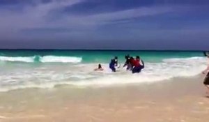 République dominicaine : ils maltraitent un requin pour faire plaisir aux touristes