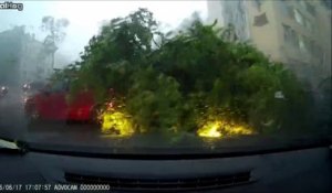 Ne jamais s'arreter près d'un arbre en pleine tempête