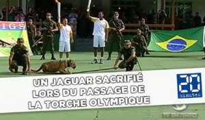 Un jaguar sacrifié lors du passage de la torche olympique