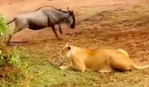 Un lion montre à une lionne comment chasser