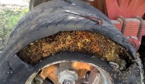 Essaim d'abeilles géant dans un pneu de camion extrait vers une ruche