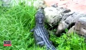 Un petit garçon meurt happé par un alligator au parc Disney World !