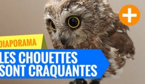 Les chouettes sont chouettes ! La preuve en 25 photos.