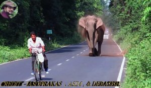 Un gros éléphant bloque la circulation, mais quelques secondes après, vous comprendrez pourquoi. Trop mignon !