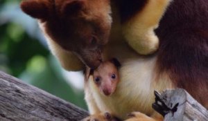 Naissance D Un Adorable Bebe Kangourou Arboricole Au Zoo De Perth Sur Orange Videos