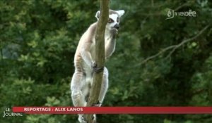 Animaux : Découverte des lémuriens de Madagascar (Vendée)