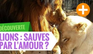 Lions : Sauvés par l'amour ?