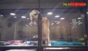 Un chaton sort de son enclos pour jouer avec un chiot