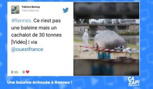 Une baleine échouée à Rennes intrigue les internautes !