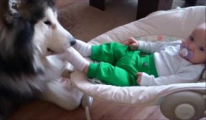 Un Malamute Qui Boude Apres Un Bain Sur Orange Videos